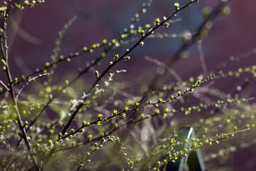 dew on the grass