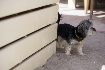 puppy among the tables of a beach bar. Vama Veche, Romania.