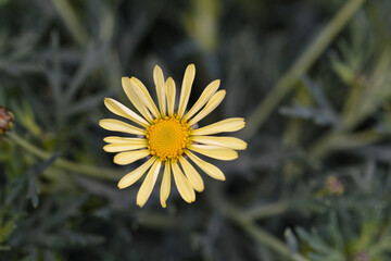 Pale Yellow Marguerite daisy