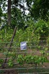 FU 2020-06-11 Bonn 1128 Zettel hängt am Metallzaun vor Bäumen