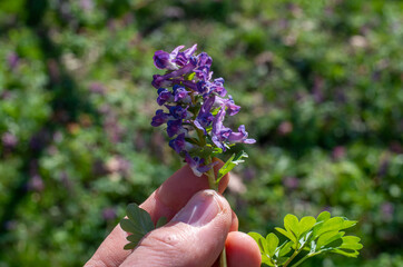 Hands holds Hollow lark spur, Corydalis cava, in spring.