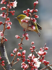 開花を待ちきれぬメジロ