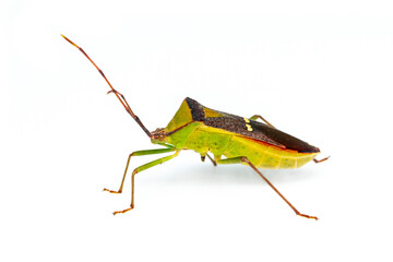 Image of green legume pod bug(Hemiptera) on white background. Insect. Animal