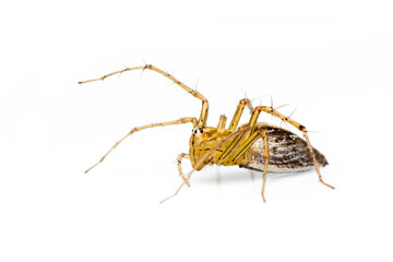 Image of lynx spider (hamadruas sp.) on white background. Insect. Animal