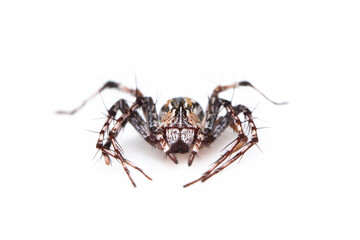 Image of brown lynx spiders on white background. From top view. Insect. Animal
