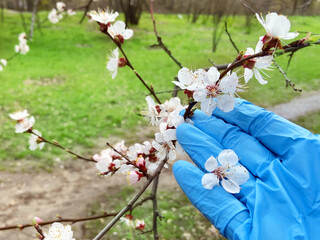 Female hand in a medical glove touch blooming tree branch