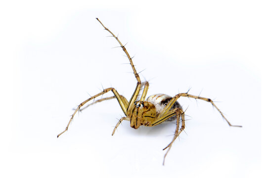 Image of lynx spider (hamadruas sp.) on white background. Insect. Animal