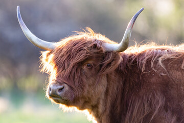Highland Cattle closeup