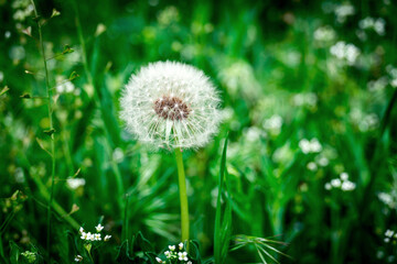 dandelion in green grass. white fluffy dandelion