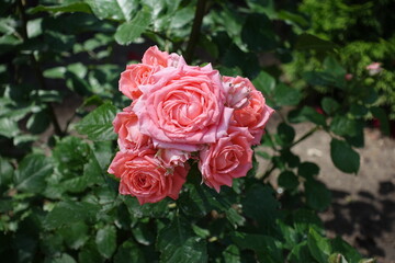 Flowers of pink rose in the garden in June