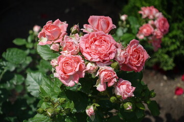 Many pink flowers of roses in June
