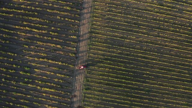 red tracor rides across vineyards, top down aerial view at sunset.