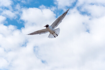 Black Headed Seagulls Flying at the Seaside
