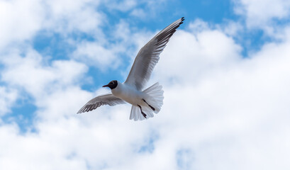 Black Headed Seagulls Flying at the Seaside