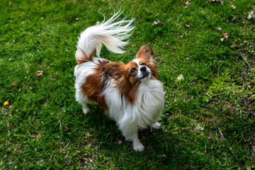 White brown French papillon dog walks on green grass background. Purebred light brown French papillon dog is playing outdoors. Funny playful pet healthy cute cheerful and friendly is walking.