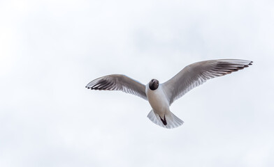 Obraz premium Black Headed Seagulls Flying at the Seaside
