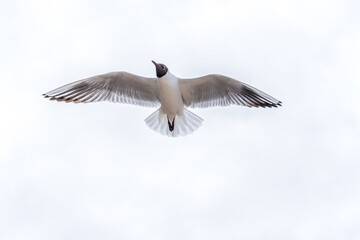 Black Headed Seagulls Flying at the Seaside