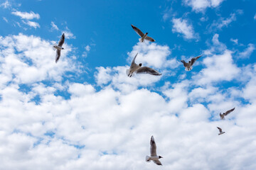 Black Headed Seagulls Flying at the Seaside