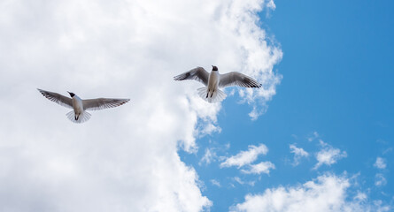 Black Headed Seagulls Flying at the Seaside
