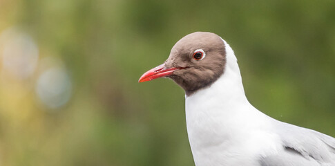 Black Headed Seagull Portrait