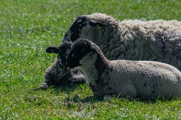 Free range sheep family resting on a british grassland in sunny day. Sheep and two young lambs sitting together calmly