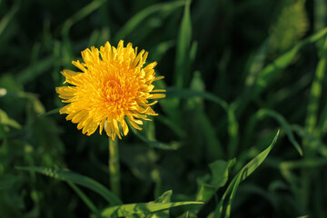 Beautiful flowers of yellow dandelions growing on the green meadow in sunny warm summer or spring day. Natural floral yellow background. Beauty of nature. Dandelion flower in sunlight. Selective focus