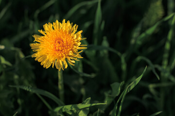 Beautiful flowers of yellow dandelions growing on the green meadow in sunny warm summer or spring day. Natural floral yellow background. Beauty of nature. Dandelion flower in sunlight. Selective focus