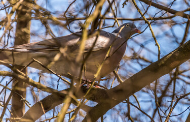Common Wood Pigeon in a Tree