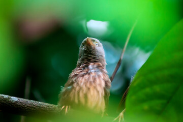 bird on a branch