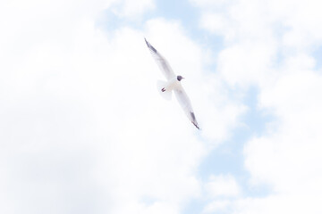 Black Headed Seagulls Flying at the Seaside