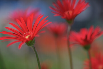 red daisy flower