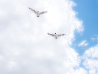 Black Headed Seagulls Flying at the Seaside