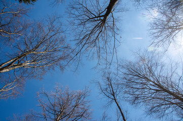 The tops of trees without foliage, rising up against a blue spring sky.