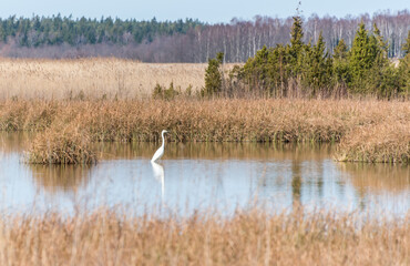 Great White Egret in a Lake at a Wetland in Latvia