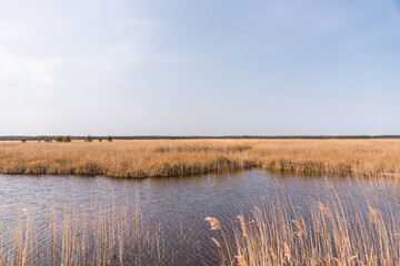 A Lake at a Wetland in Latvia in Early Spring