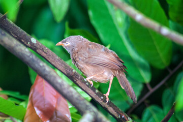 bird on a tree