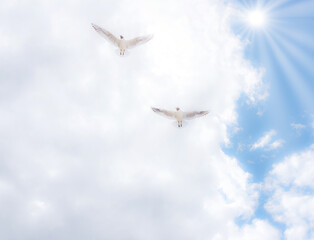 Black Headed Seagulls Flying at the Seaside