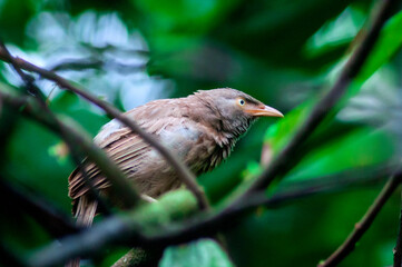 bird on the branch