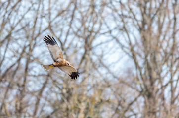 Western Marsh Harrier Flying Over a Wetland Hunting