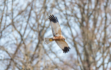 Western Marsh Harrier Flying Over a Wetland Hunting