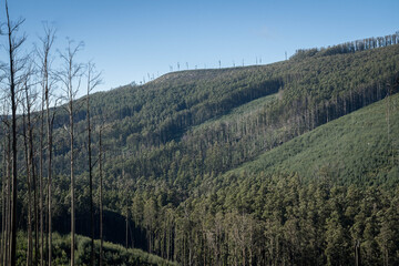forest in the mountains