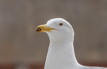 Closeup Portrait of a Herring Gull