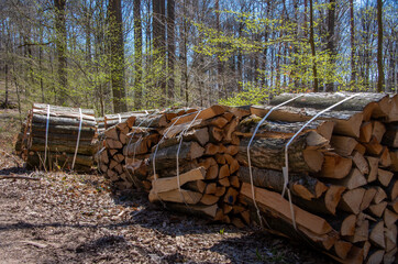 Firewood lies completely split and ready for collection in bundles to 1 ster in the forest © FaRifo