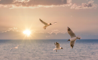 Black Headed Seagulls Flying at the Seaside