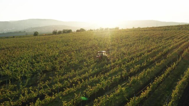 vineards field and red tractor ride across field, aerial view at sunset, look up shot