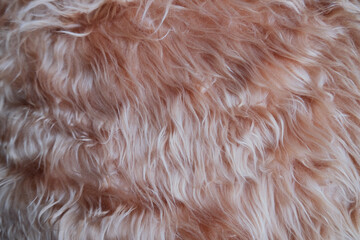 close up of a fur