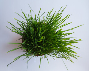grass on white background