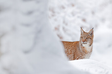 Lynx, winter wildlife. Cute big cat in habitat, cold condition. Snowy forest with beautiful animal wild lynx, Poland. Eurasian Lynx nature running, wild cat in the forest with snow.