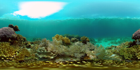 Fototapeta na wymiar Underwater fish reef marine. Tropical colourful underwater seascape. Philippines. 360 panorama VR