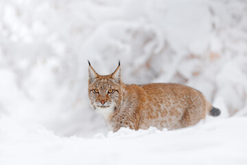 Snow lynx, Austria winter wildlife.